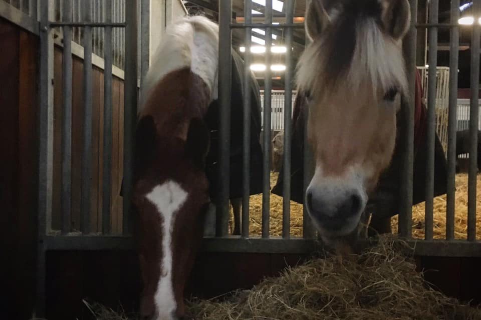 Basiscursus omgang & verzorging