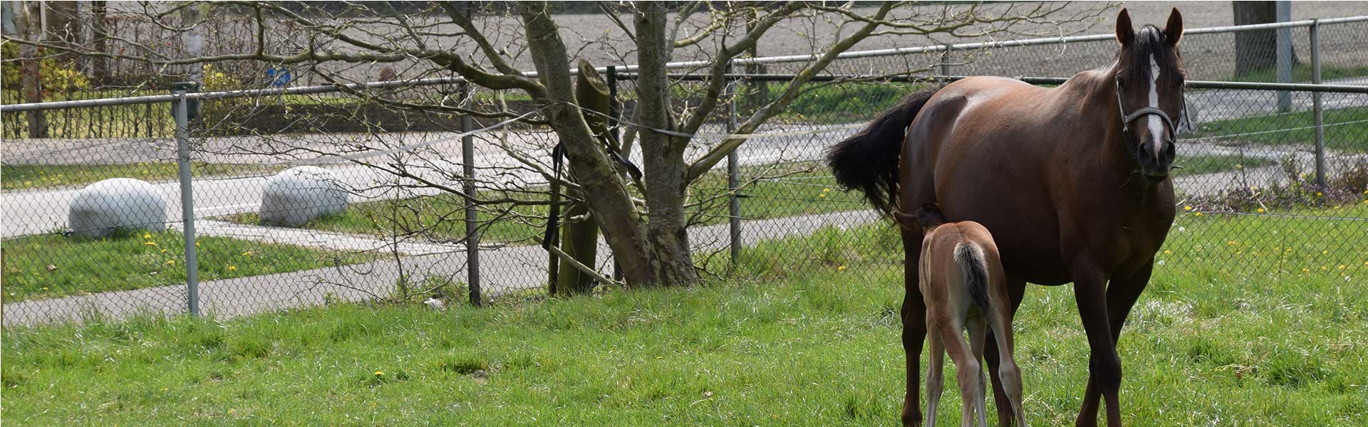 Header-Meers Paarden Centrum 4
